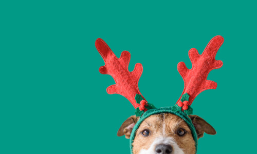 Dog with reindeer antlers